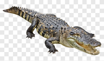 Realistic Crocodile PNG