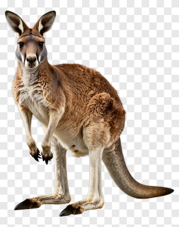 Realistic Kangaroo Standing Tall PNG