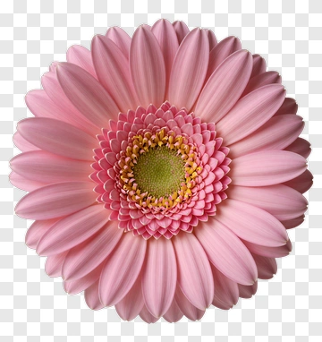 Pink Flower With Layered Petals PNG