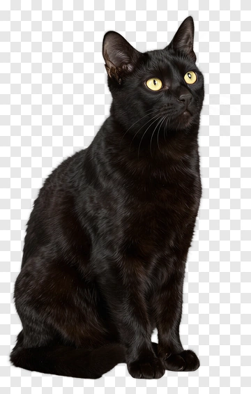 Black Cat Sitting With Yellow Eyes PNG