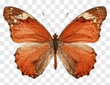 Butterfly With Brown Wings And Text PNG