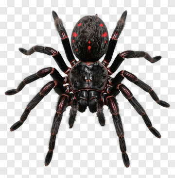 Black Spider With Red Markings PNG