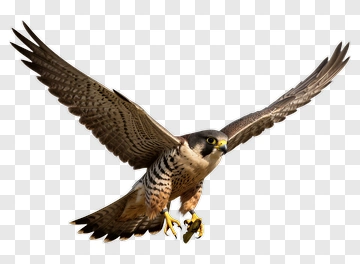 Peregrine Falcon In Flight PNG