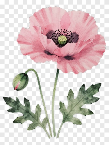 Pink Poppy Flower With Leaves PNG
