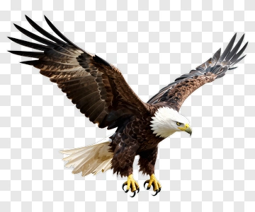 Bald Eagle In Flight PNG