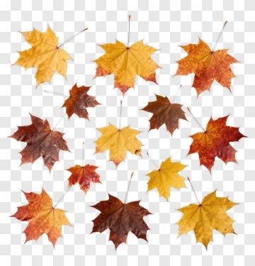 Colorful Autumn Maple Leaves PNG
