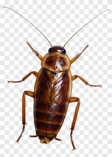 Cockroach PNG