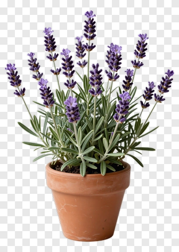 Lavender Plant In A Terracotta Pot PNG