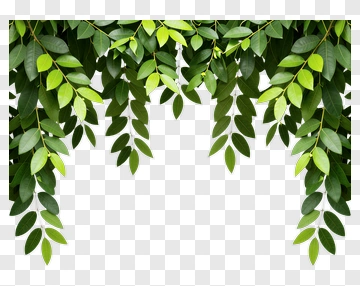 Green Leafy Branches PNG