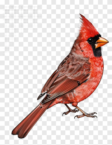Red Cardinal Bird PNG