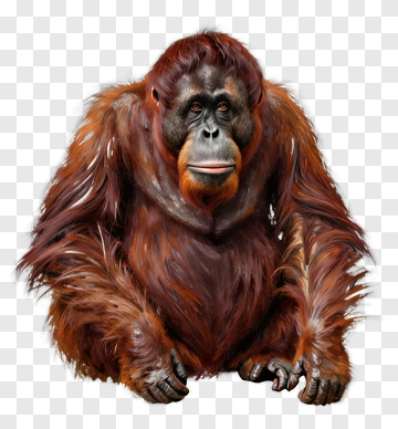 Realistic Orangutan Sitting PNG