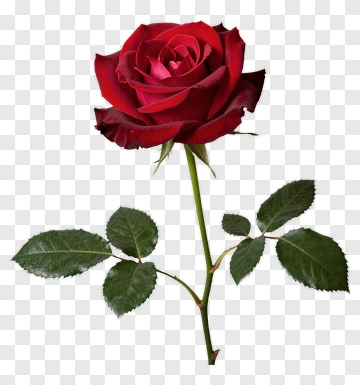 Red Rose With Green Leaves PNG