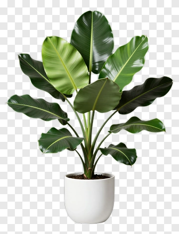 Potted Green Plant PNG