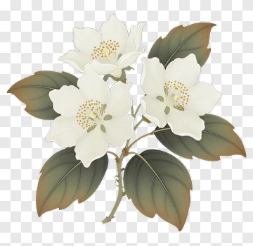 White Flower Branch With Green Leaves PNG