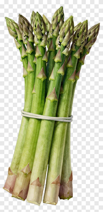 Bunch Of Fresh Asparagus PNG
