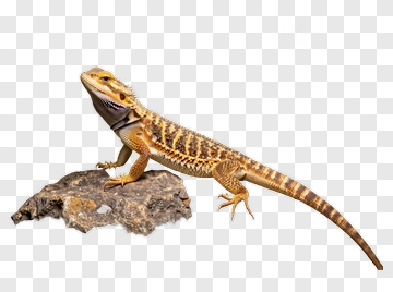 Bearded Dragon Lizard On A Rock PNG