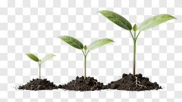 Growth Stages Of A Plant PNG