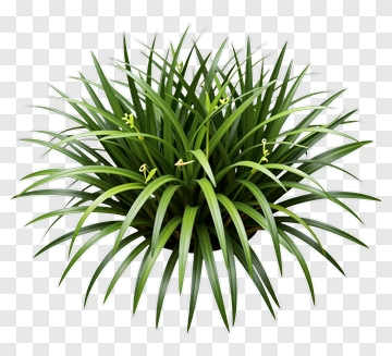 Green Grass Plant PNG