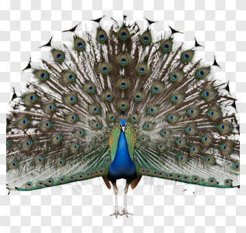 Peacock Displaying Its Feathers PNG