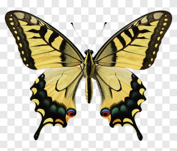 Butterfly With Yellow And Black Wings PNG