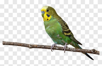 Colorful Budgerigar Perched On A Branch PNG
