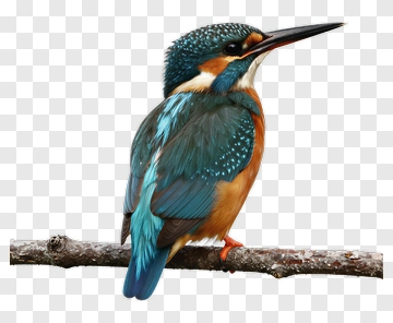 Kingfisher Bird Perched On A Branch PNG