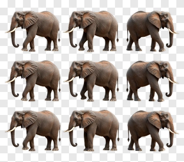 Elephant Collection In Various Poses PNG
