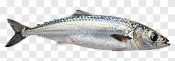 Mackerel Fish PNG