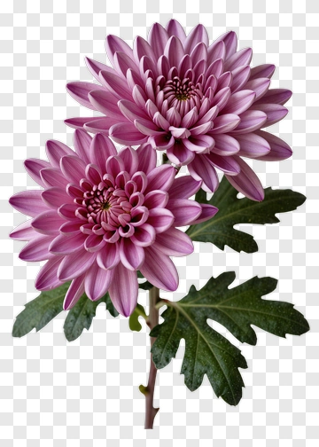 Pink Chrysanthemum Flowers PNG