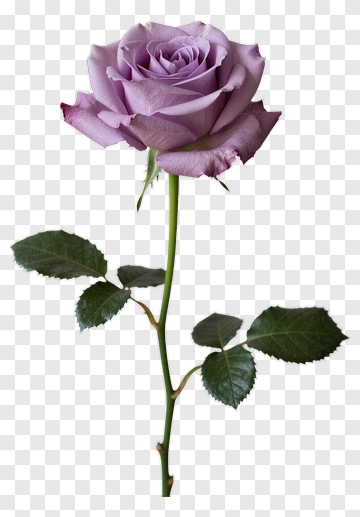 Lavender Rose With Green Leaves PNG