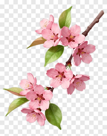 Pink Cherry Blossom Branch PNG
