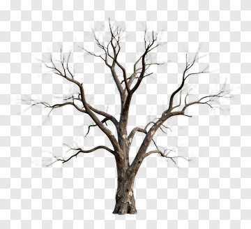 Dead Tree With Bare Branches PNG