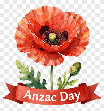 Red Poppy Flower For Anzac Day PNG