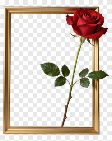 Red Rose In A Gold Frame PNG