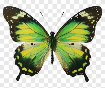 Green Butterfly With Black And Yellow Accents PNG